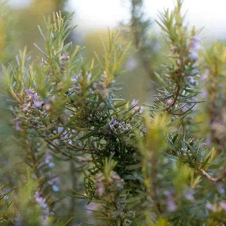 Yucca Bay Korcula Villa Blato