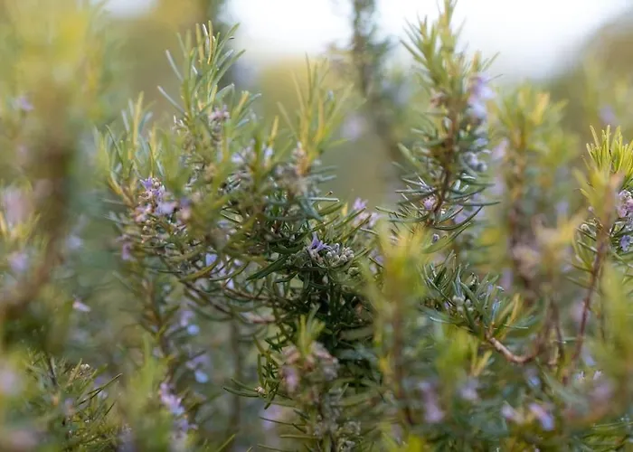 Yucca Bay Korcula Βίλα Blato (Korcula)